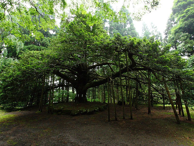 ⛩️ 참산 신사(신잔진자) 이미지 7